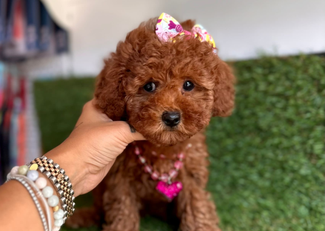 Toy Poodle Bebeklerimiz Yeni Yuvasına Gitmeye Hazırlar